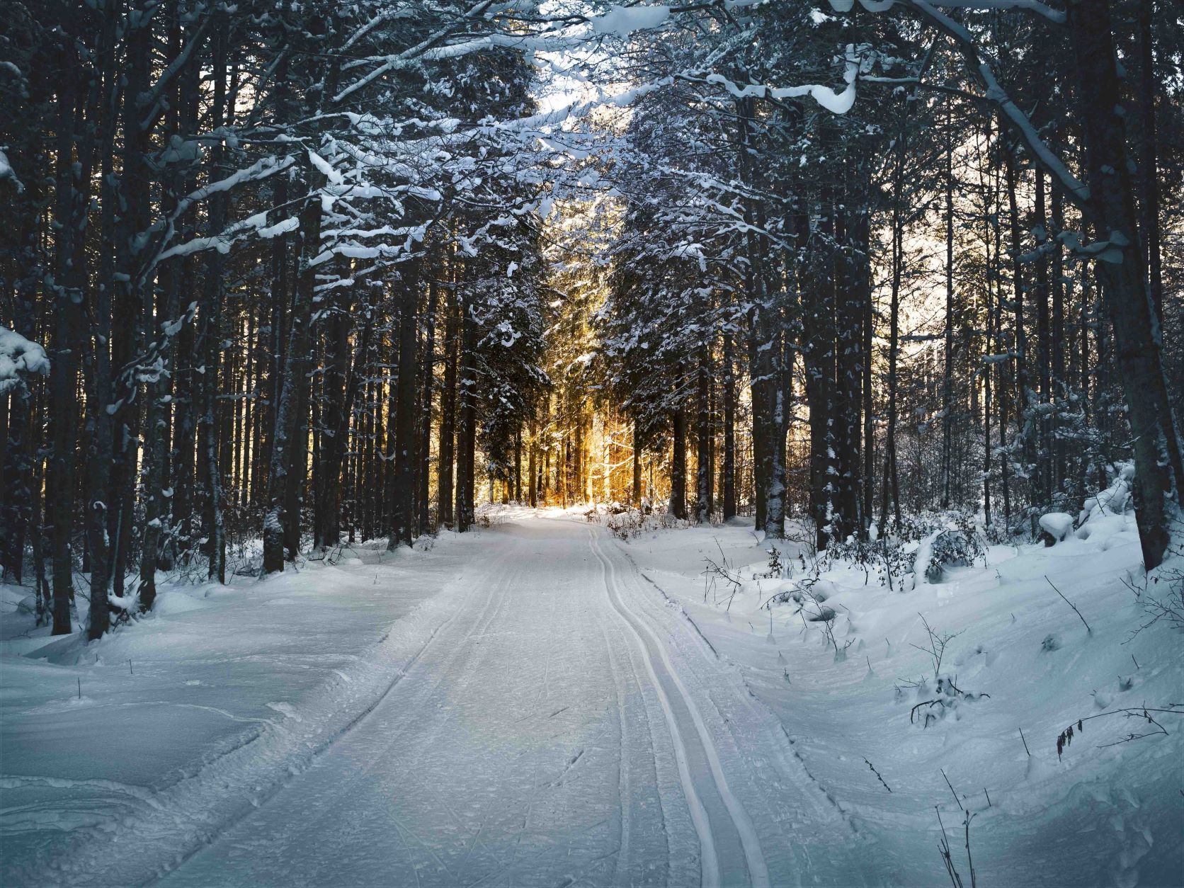 A winter scene in the forest.
