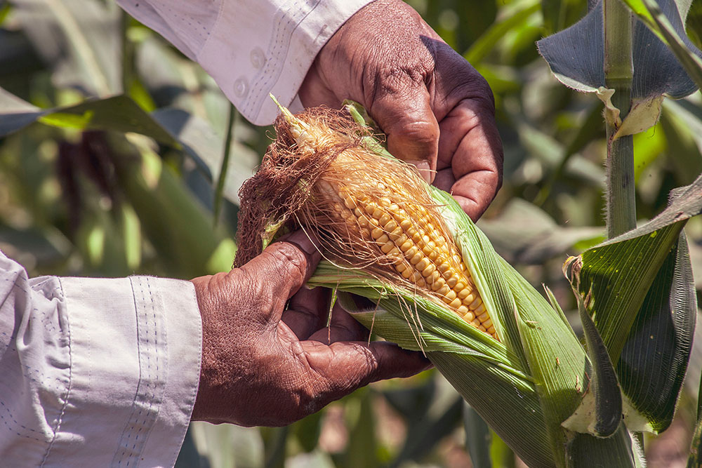 Two hands peeling back the husk of an ear of corn