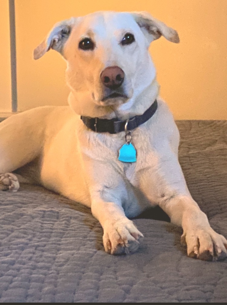 a medium sized white dog sitting on a bed and loocking at the camera